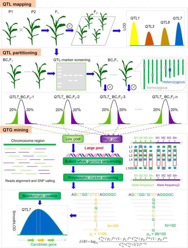 QTG-Seq:QTL快速精细定位新方法