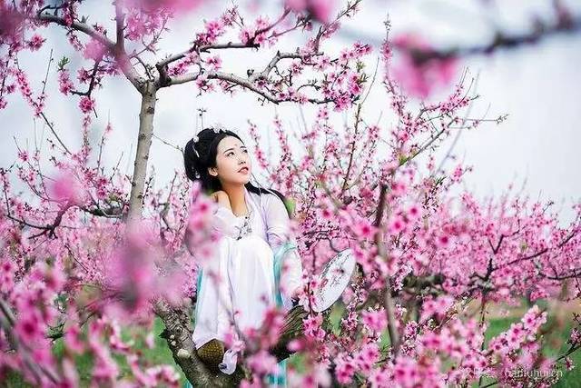 当我们去看桃花,我们看的是什么?【有福利】