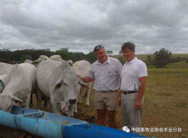 2019年中国畜牧业协会南非牛业产业考察报告