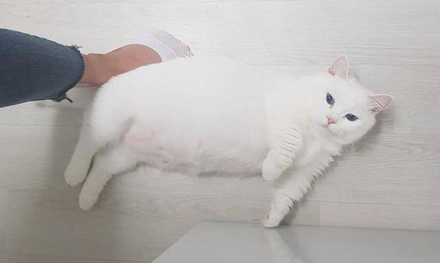 猫腹水不等于"猫传腹",一篇文章告诉你猫腹水到底是什么