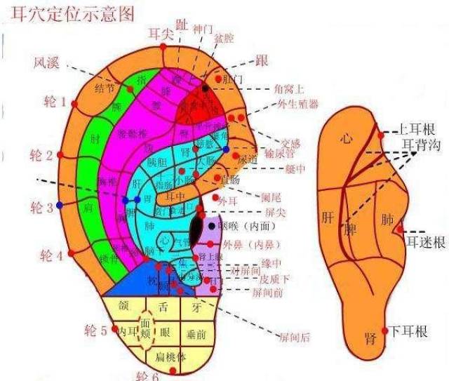 耳朵上的健康开关,每天5分钟,揉一揉,祛疾病!