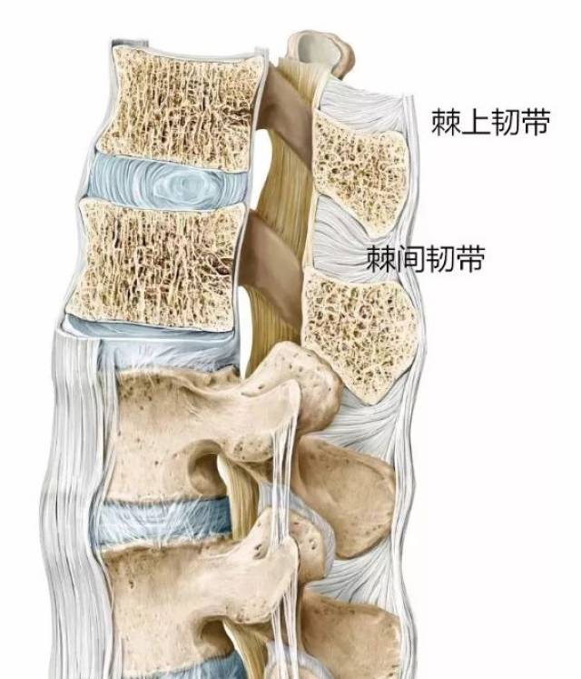 椎骨的相邻棘突间有棘间韧带和棘上韧带相连结 4月8日液针刀微创新鲜