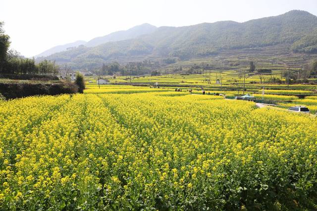 宁波油菜花最佳欣赏基地,梯田油菜花,宁波版婺源