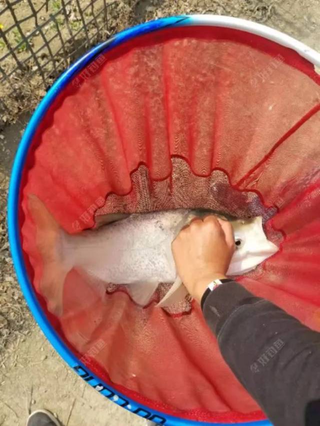 钓鱼日记:连中三元,青草鲢鳙上岸