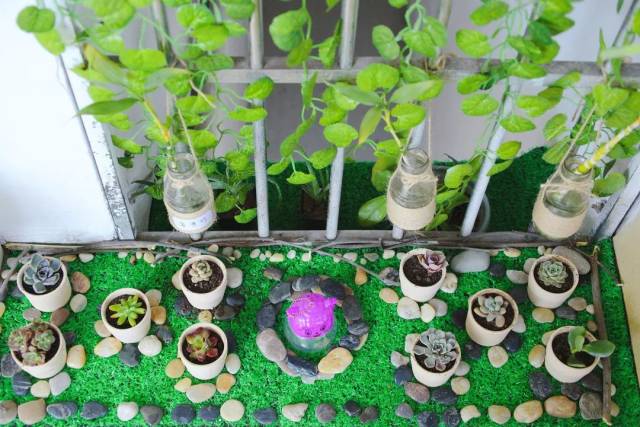 我为春天添绿色——东城之星幼儿园开展班级"植物角"评比活动