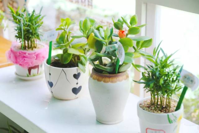 我为春天添绿色——东城之星幼儿园开展班级"植物角"评比活动