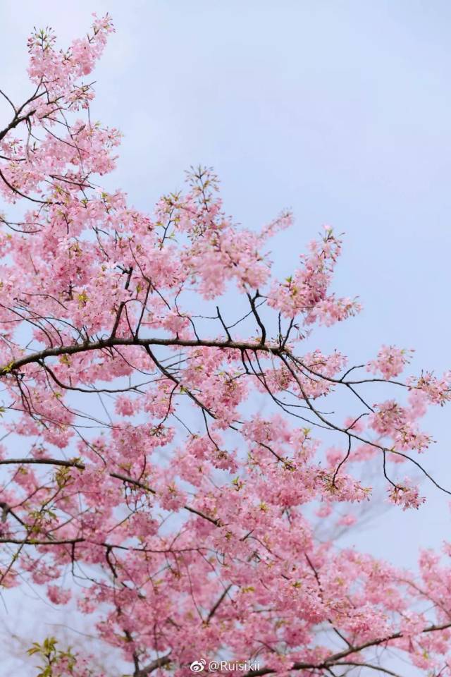 我在微博朋友圈,看完了2019年武汉的樱花首秀