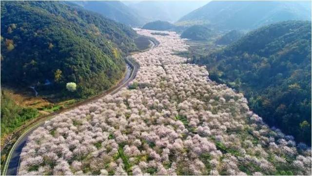 " 诗画曹娥江  醉美樱花谷  2019上虞生态休闲旅游节启动仪式 暨"