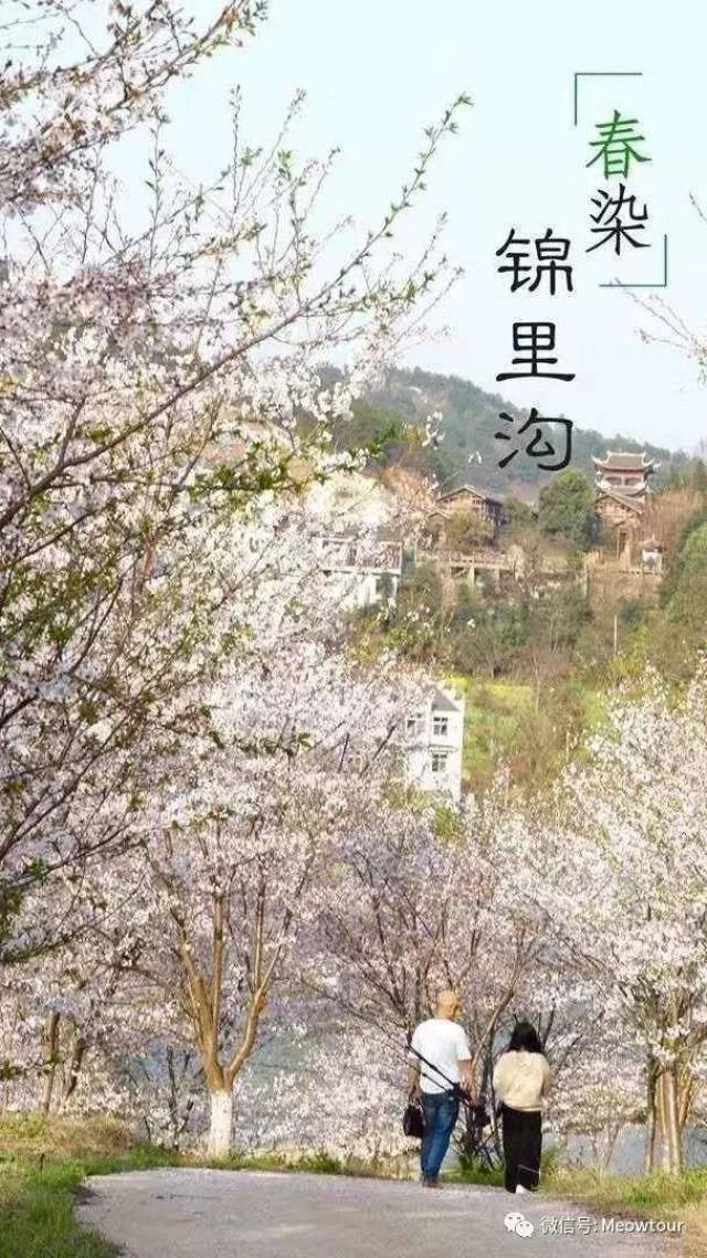 武汉黄陂锦里沟,清凉寨三月樱吹雪,醉在樱花旋舞时