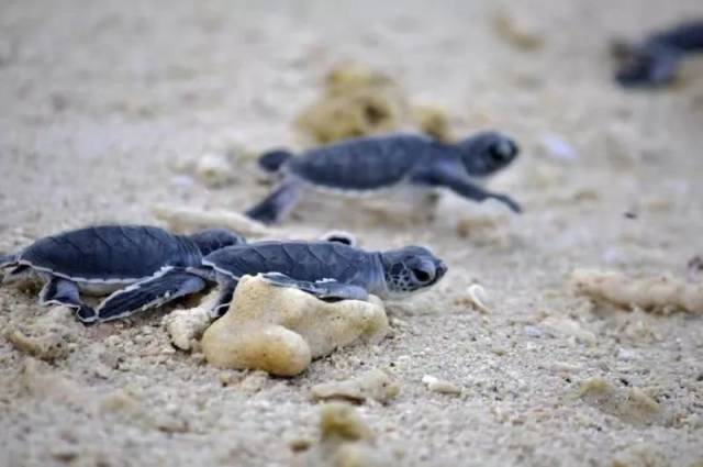 海龟生长小知识 01 海龟产卵