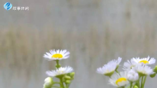 【故事日历·24节气】春分时节好风光!