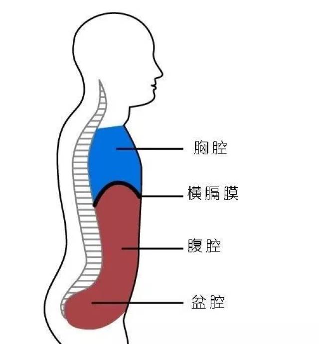 横膈膜的四周和胸骨,下肋骨和腰椎前侧连接,我们把这些点称为(横膈膜)