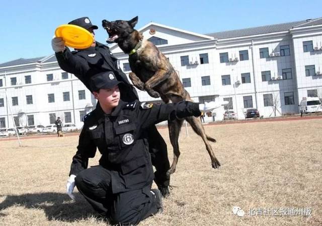 警犬训导员 辅警,年薪10万!赶紧报名!