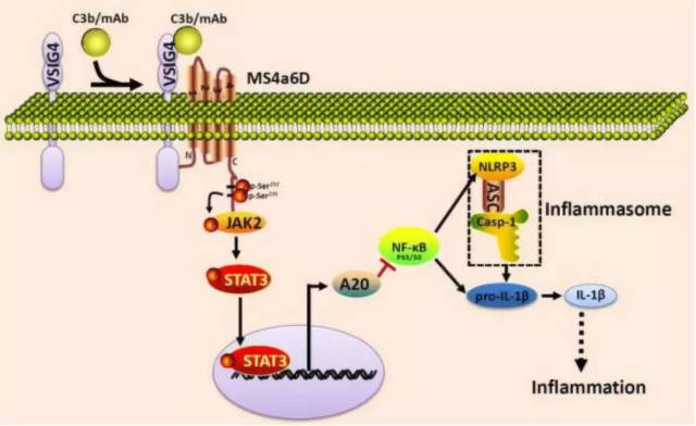 Sci Adv | 陈永文\/吴玉章合作发现VSIG4可以作为NLRP3炎症小体相关疾病的潜在治疗靶点