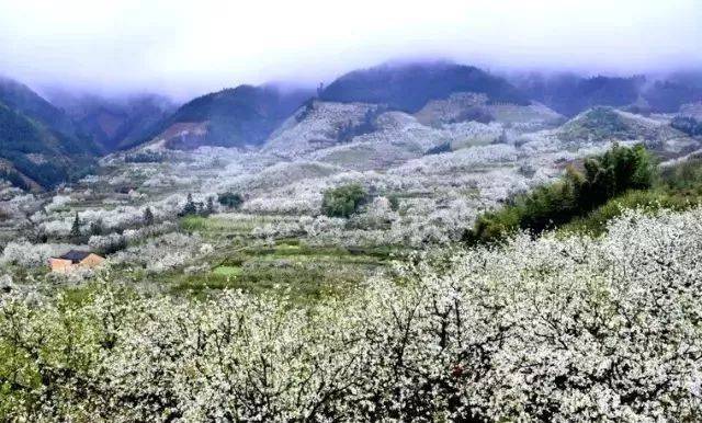 【灌阳梨花】3月23/24日 赏灌阳大仁村万亩梨花,桃花休闲一日游 65元