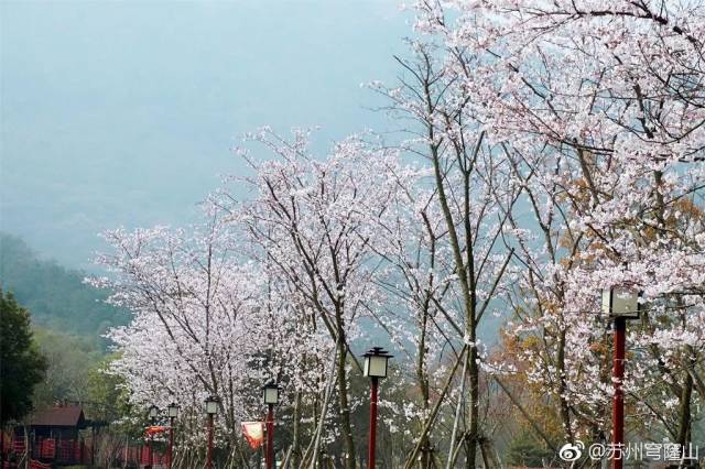 美过武汉不输南京!苏州这10个赏樱地一定要去看看