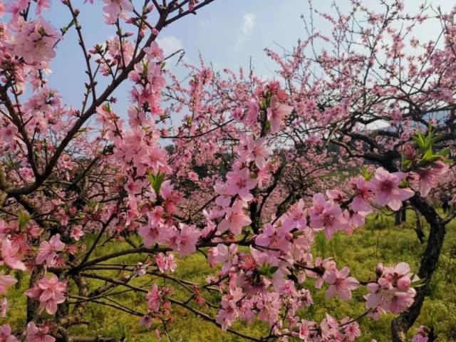 【灌阳梨花】3月23/24日 赏灌阳大仁村万亩梨花,桃花休闲一日游 65元