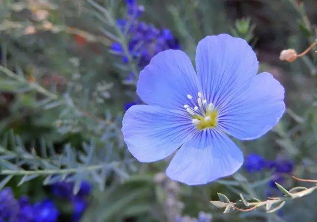 3月22日牡羊星座花「蓝锦葵&小白屈菜」_手机搜狐网