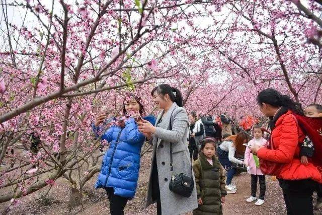 3月23日丨云南绥江第六届桃花乡村旅游文化节开幕