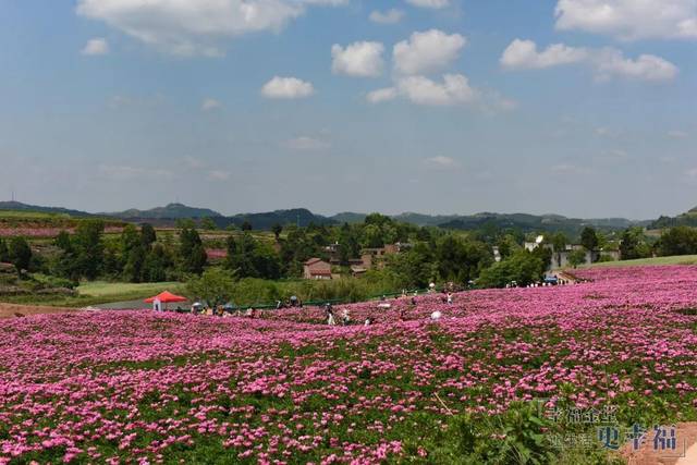 花田广兴赏花季等您来!