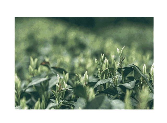 三月,春雨酥,春风醉 而后,万物生,春茶至