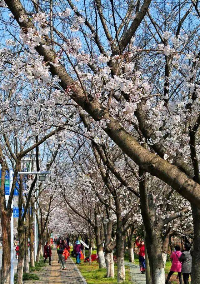 黄冈现樱花大道:龙王山樱花盛开,美翻整个春天!