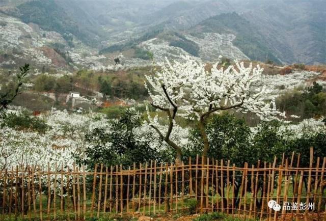 观赏地址:州市葛仙山镇熙玉村梨花栈道
