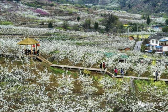 的梨花白, 在草木复苏的大地中漫步, 满径香雪,品味葛仙山下的墨香