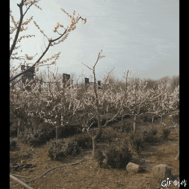 【周末去哪】踏青 赏花 摘草莓,邹平高铁站东临南洋红豆杉基地一定要