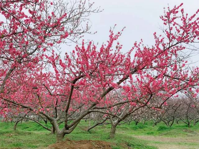 千人齐唱颂祖国 共聚最美桃花源 2019中国合肥桃花节今日盛大开幕