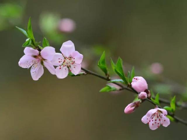 春分| 燕归,花忙