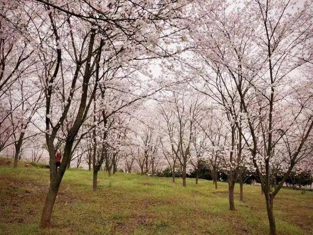 后山村·樱花