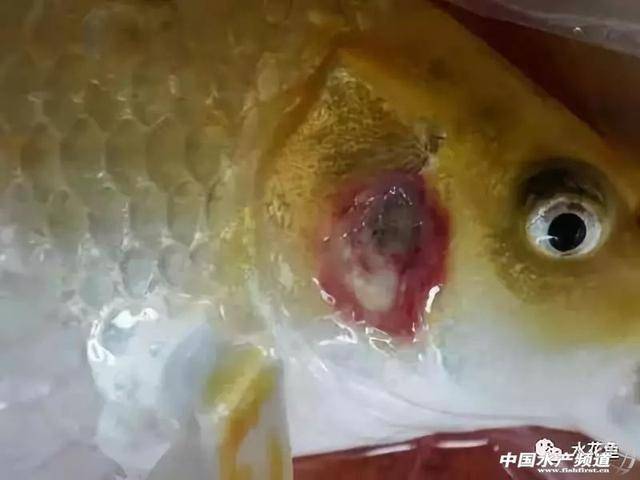 寄生虫性引起的烂鳃病,鳃丝有时呈红色.中华鲺引起