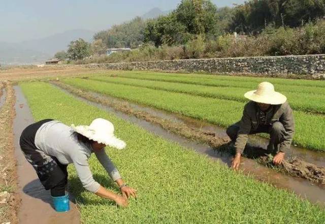 叶片短小,秧苗生长慢③秧苗受低温冷害造成秧苗滞长.