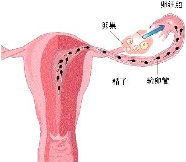 怀孕必备条件之四:生殖道必须通畅无阻.