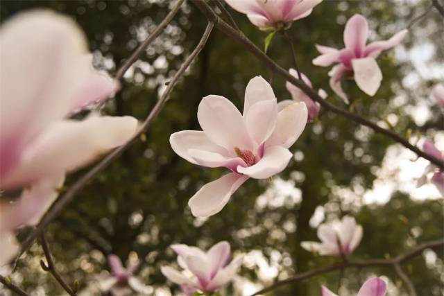 春天 各种鲜花 让人应接不暇 而 玉兰花无疑是 最夺人眼球的花