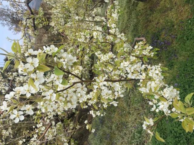 2019大理巍山马鞍山梨花节开幕啦!赏梨花,观民俗,品