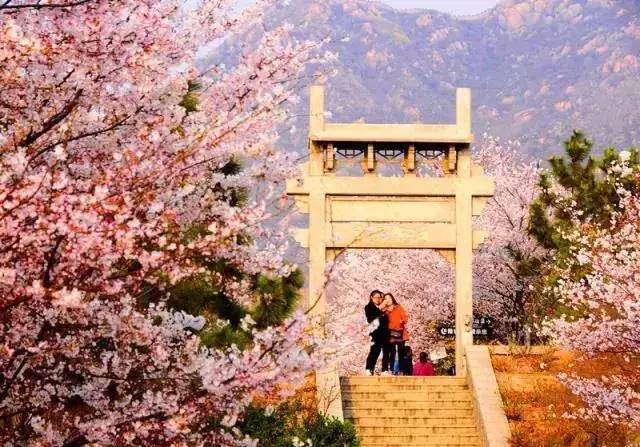 齐河鲁风户外俱乐部3月30日(周六)滨州邹平樱花山 周村古商城踏青一