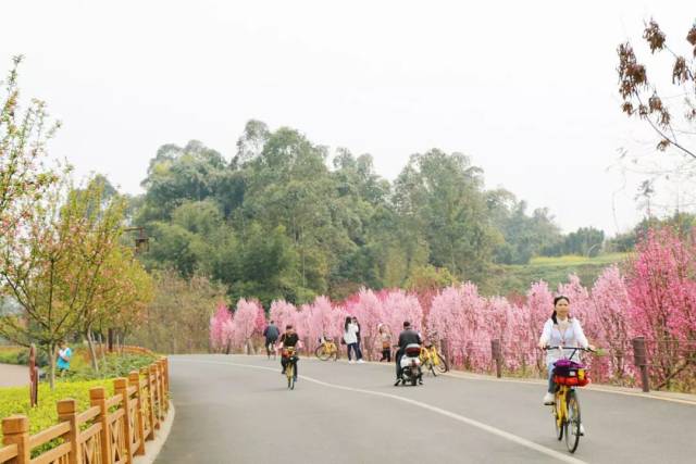 乐山又火了!绿心路"十里桃花"竟然上央视了,整整霸屏1