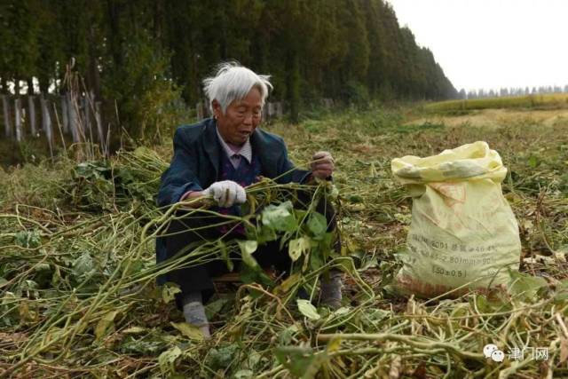 《老娘》辛勤劳动一辈子的老母亲,虽然现在生活富裕了,但仍坚持在田里