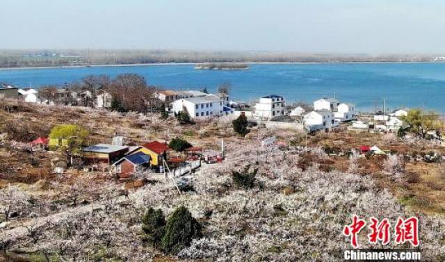 航拍徐州吕梁湖"十里杏花村" 漫山杏花如人间仙境