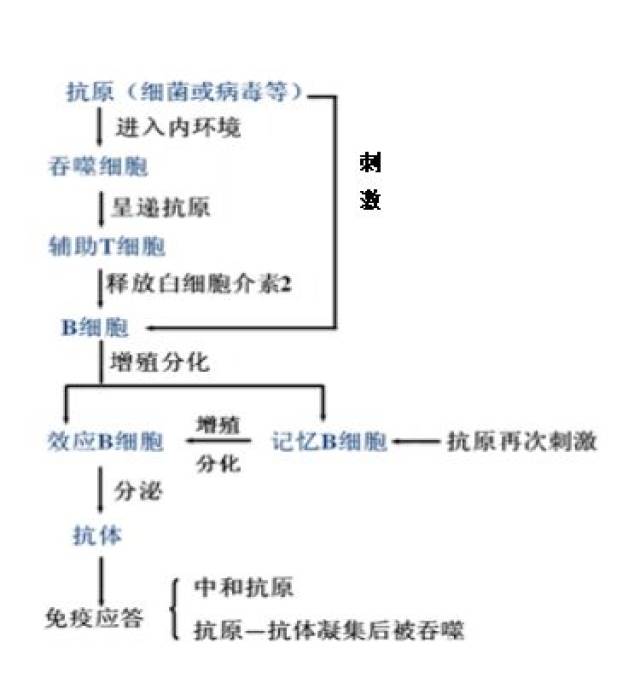 高中生物之免疫调节——体液免疫和细胞免疫的过程