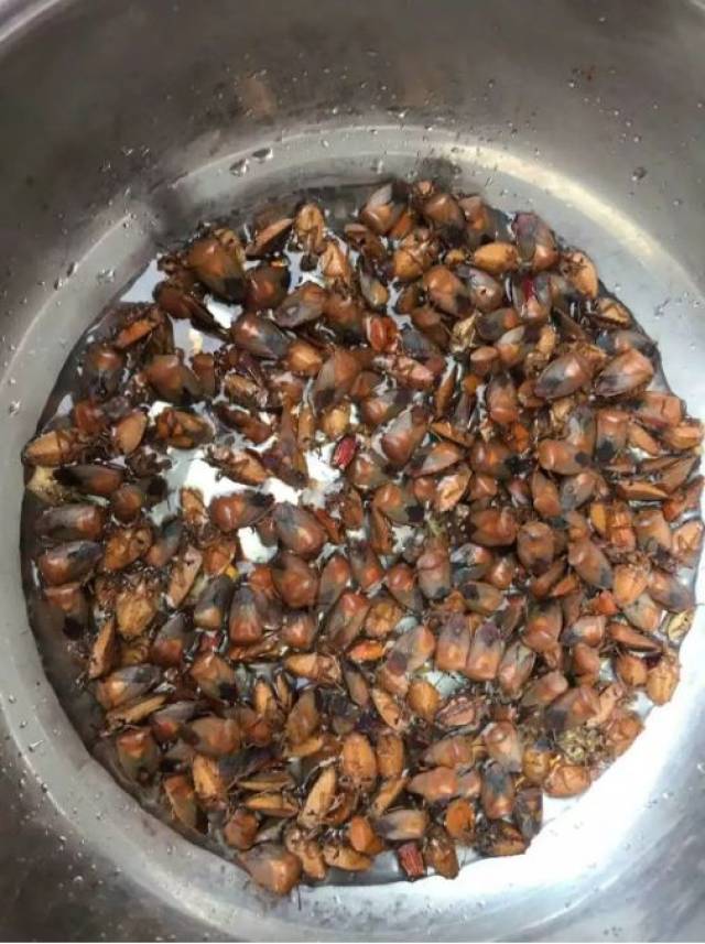 在广西各地 有一种让人黯然销魂的虫子 大家叫它臭屁虫或放屁虫 虽说