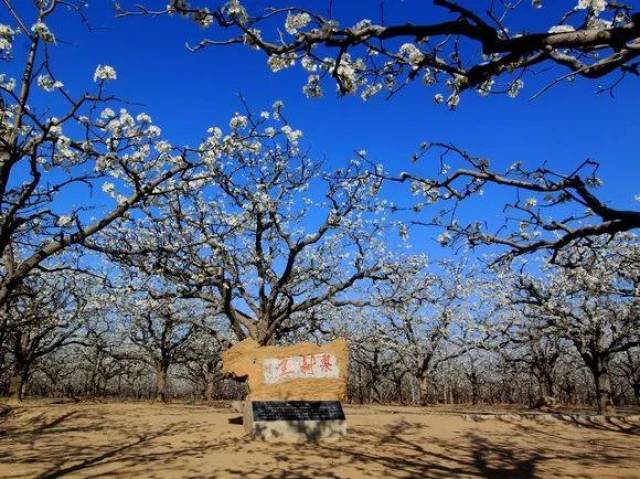 【权威发布】定了!宁陵梨花节精彩在四月,将邀请张也来梨园献唱.