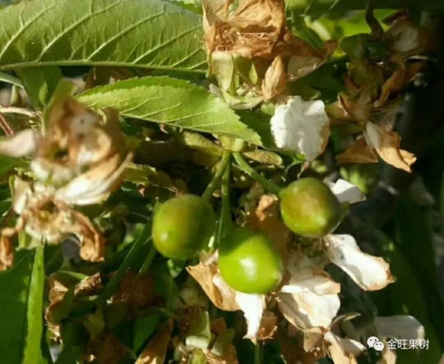 苹果花期低温冻害自救措施