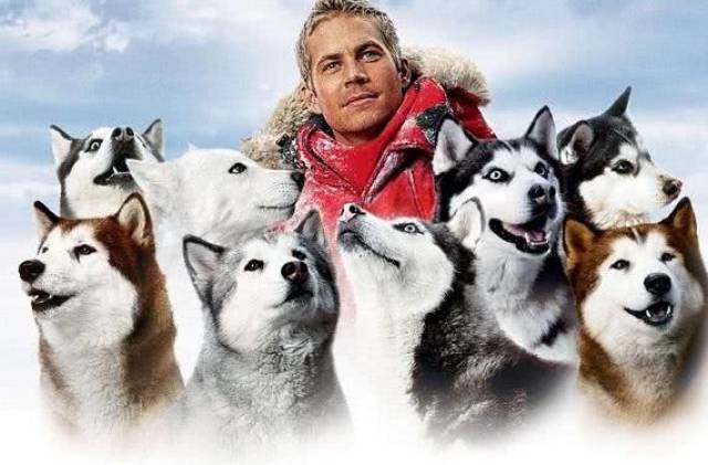 盘点那些和狗相关的5部电影,看过3部算你厉害
