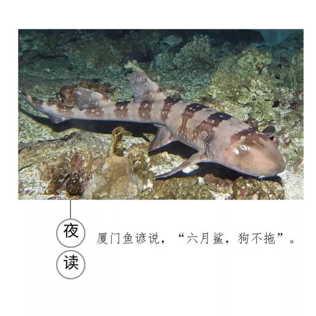 闽南夜话 | 厦门人为什么爱吃狗鲨?
