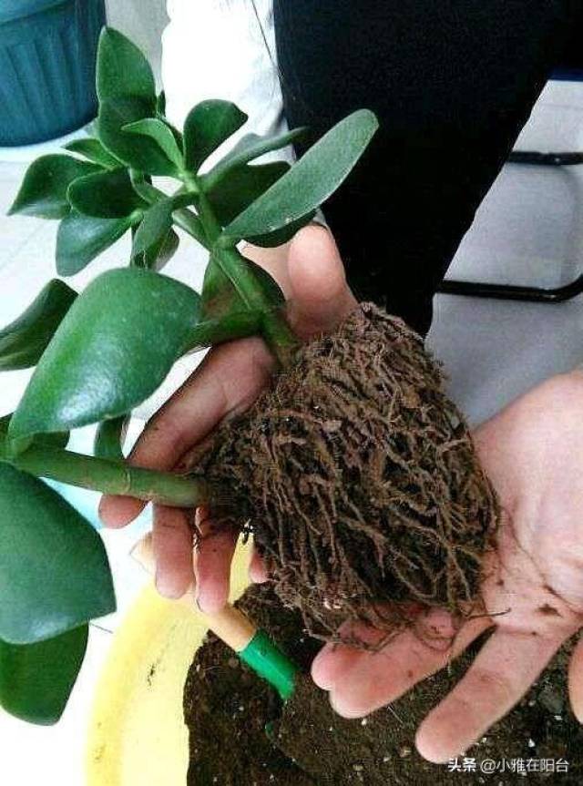 3月4月,赶紧给玉树换1次盆,长得快,叶片多,一年繁殖60