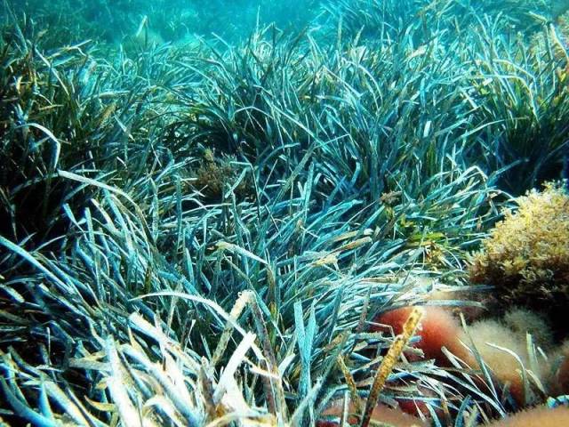 下图这种生长在海底的海草也已经消失了很多年,而海龟以海草为食