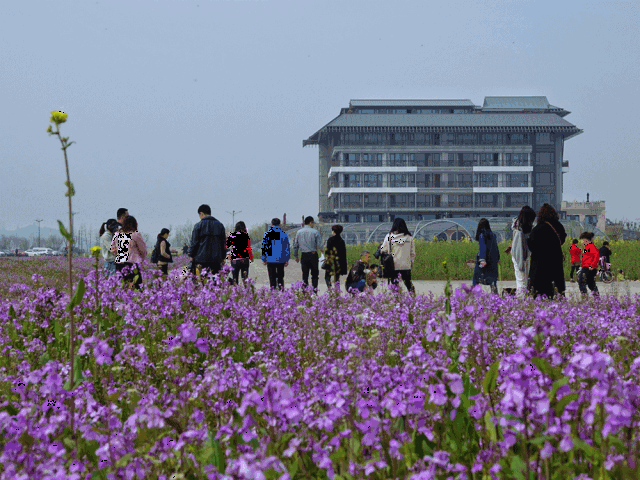 家门口,湘湖1500株樱花一夜之间盛开了!更有惊喜在后面